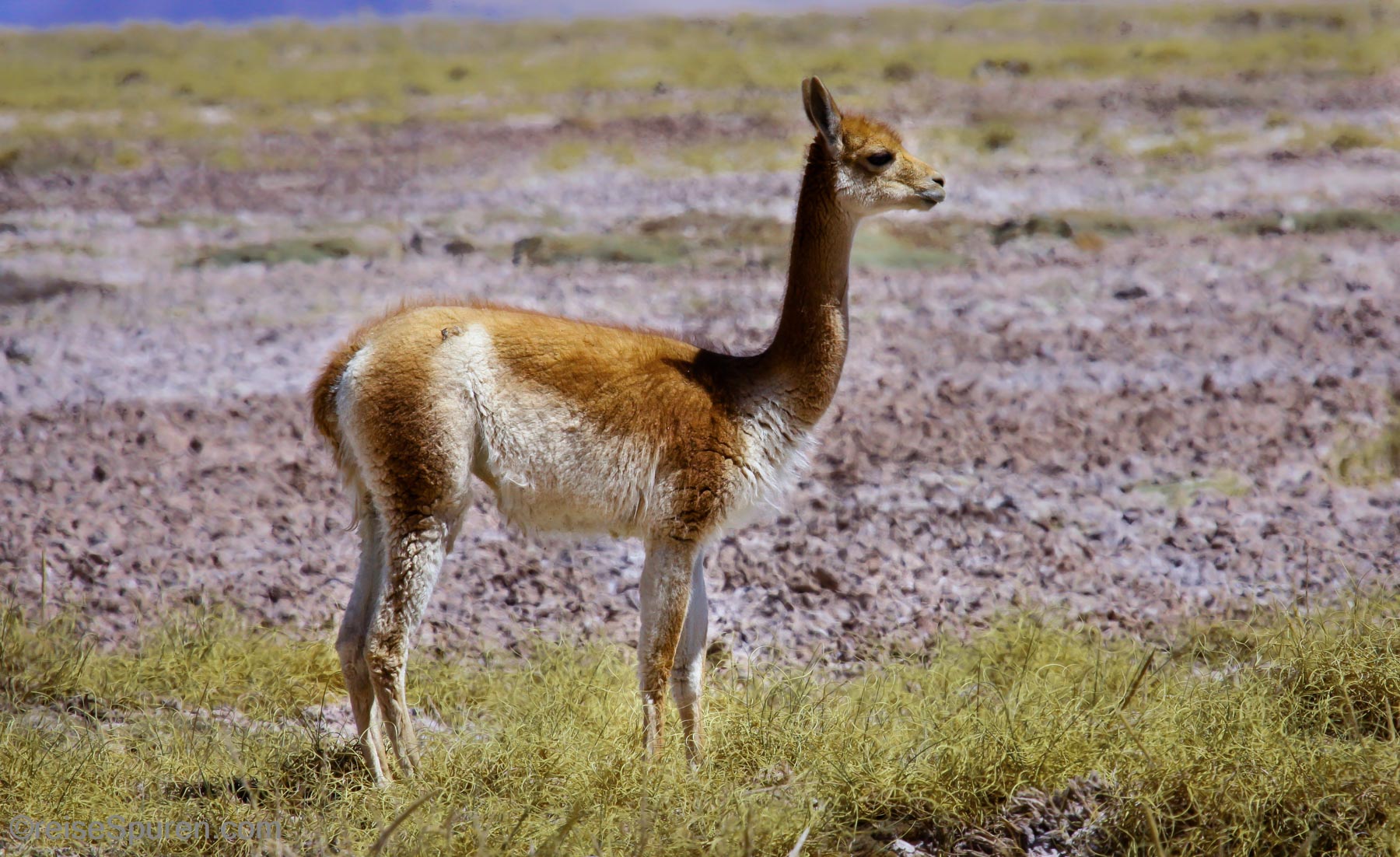 Vicuna