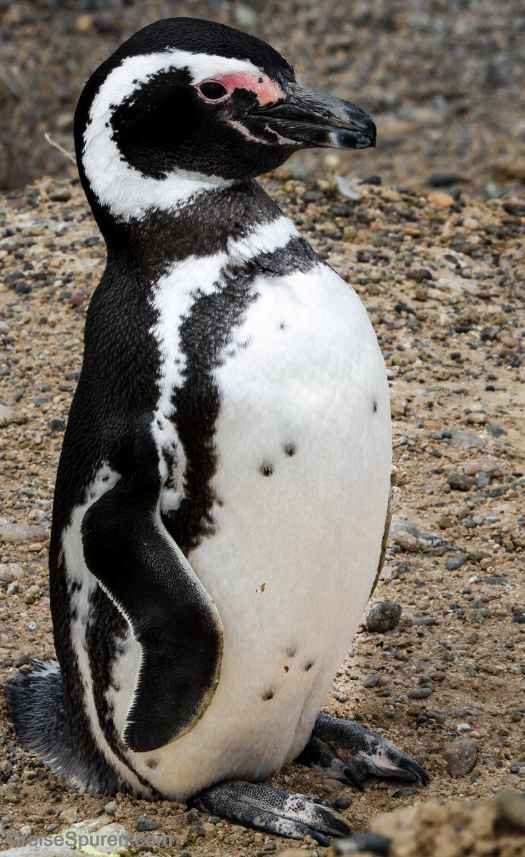 Magellan Pinguin