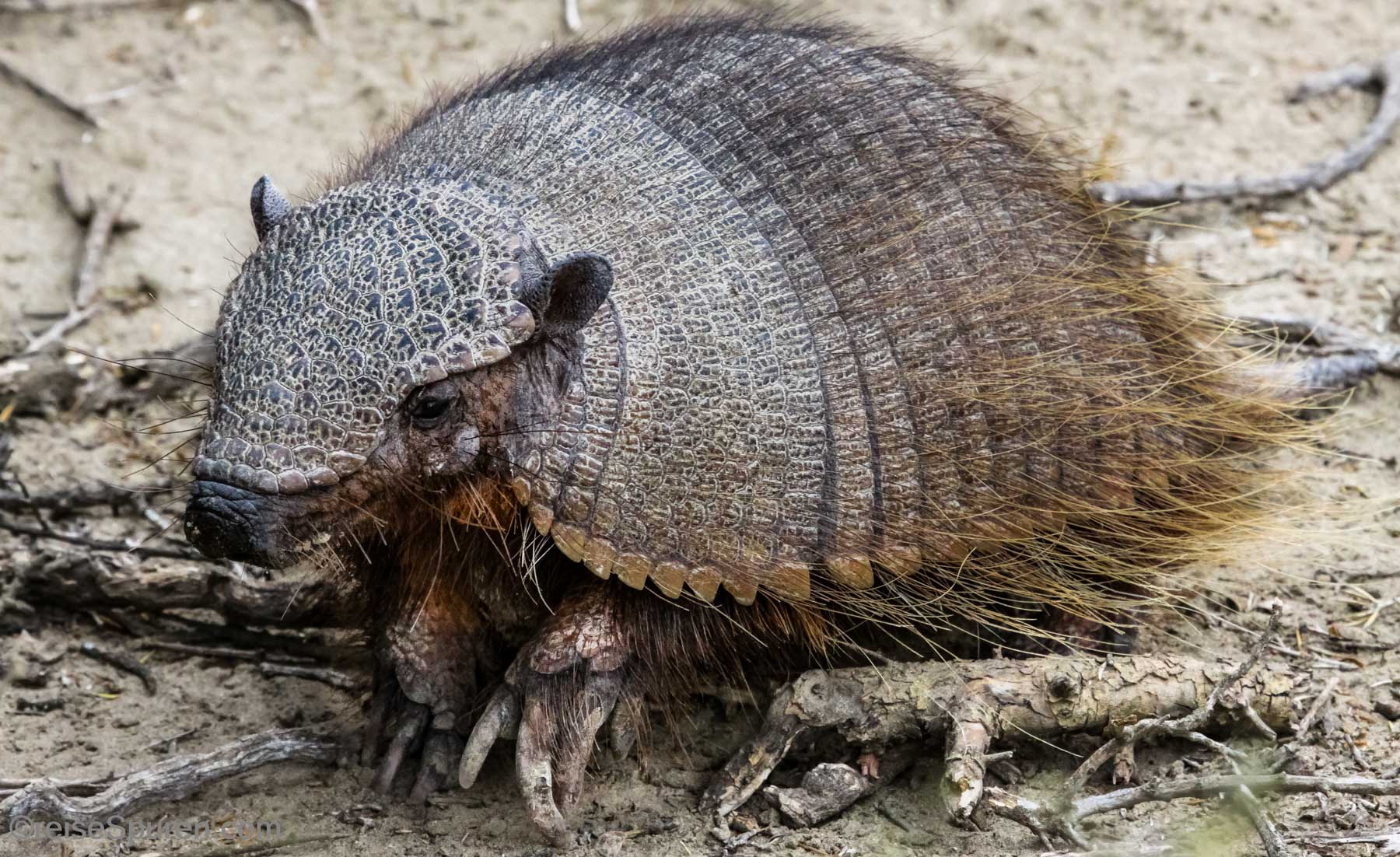 Braunborsten Gürteltier