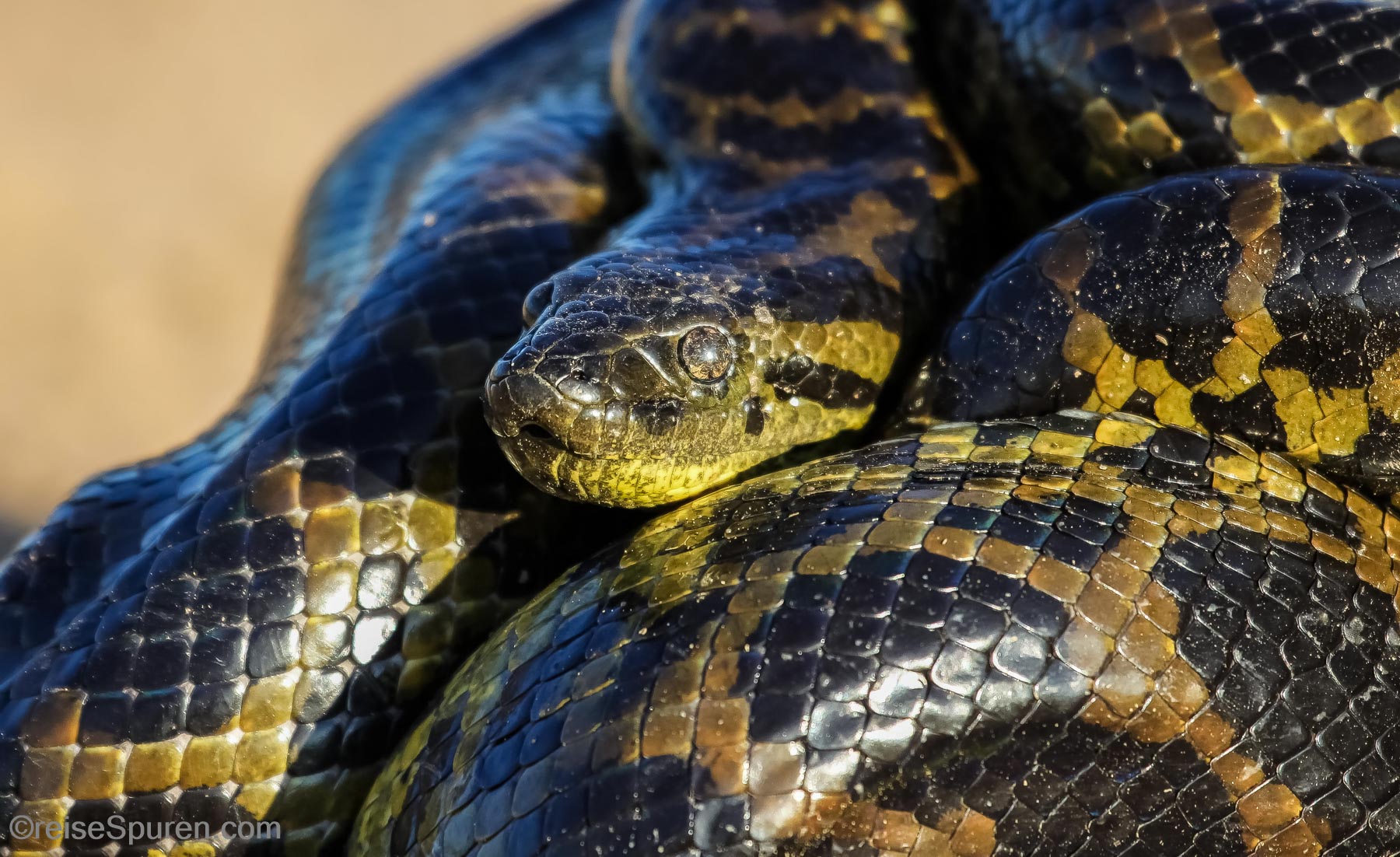 Gelbe Anakonda