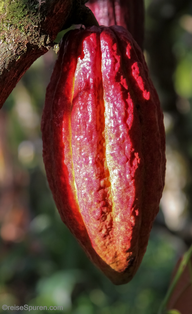 Kakaofrucht