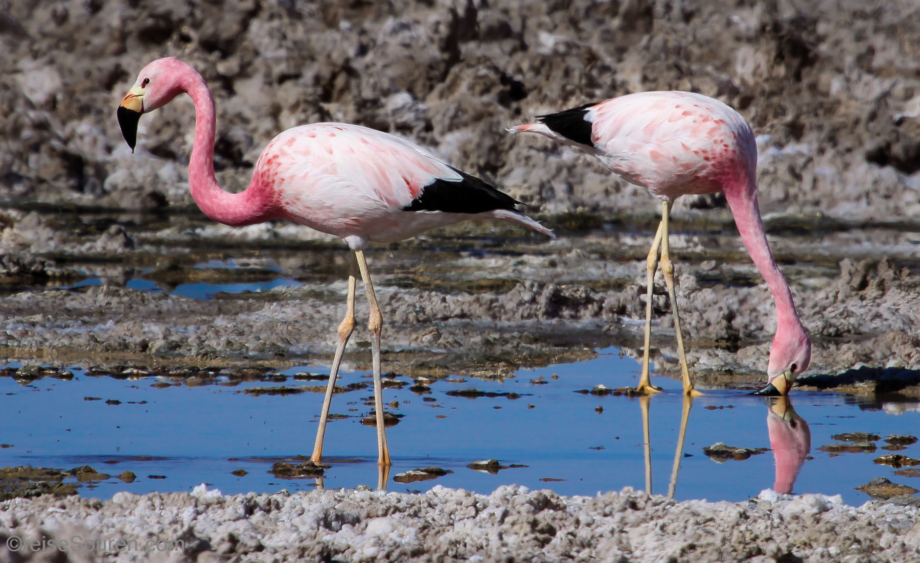 Andenflamingos