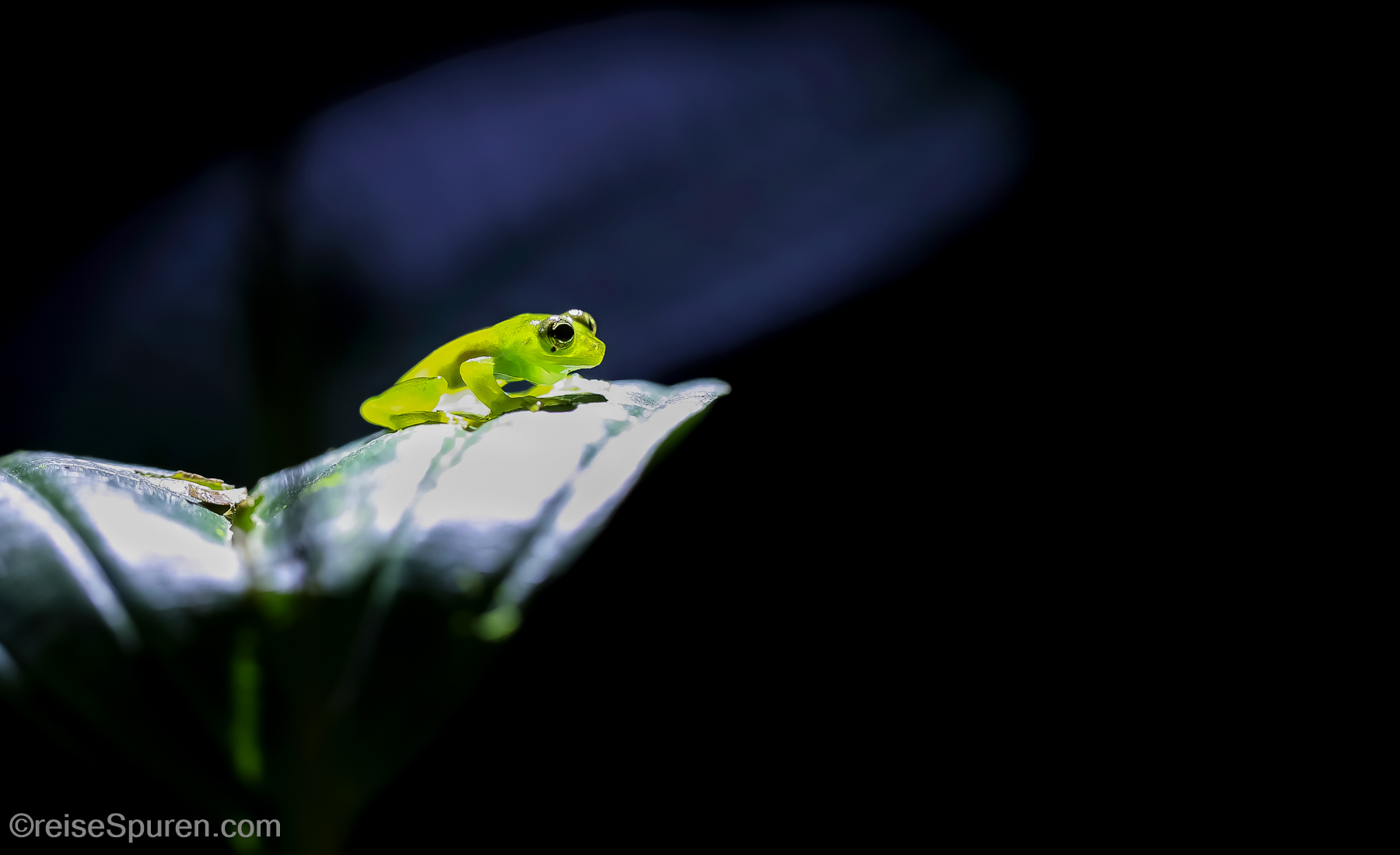 Glasfrosch