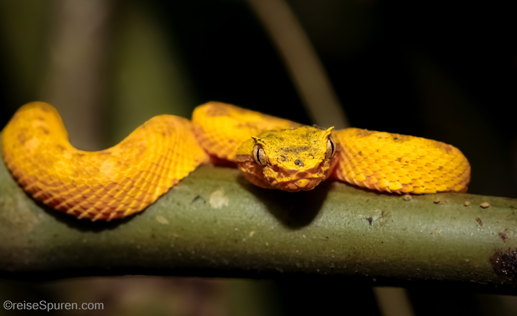 Greifschwanz Lanzenotter