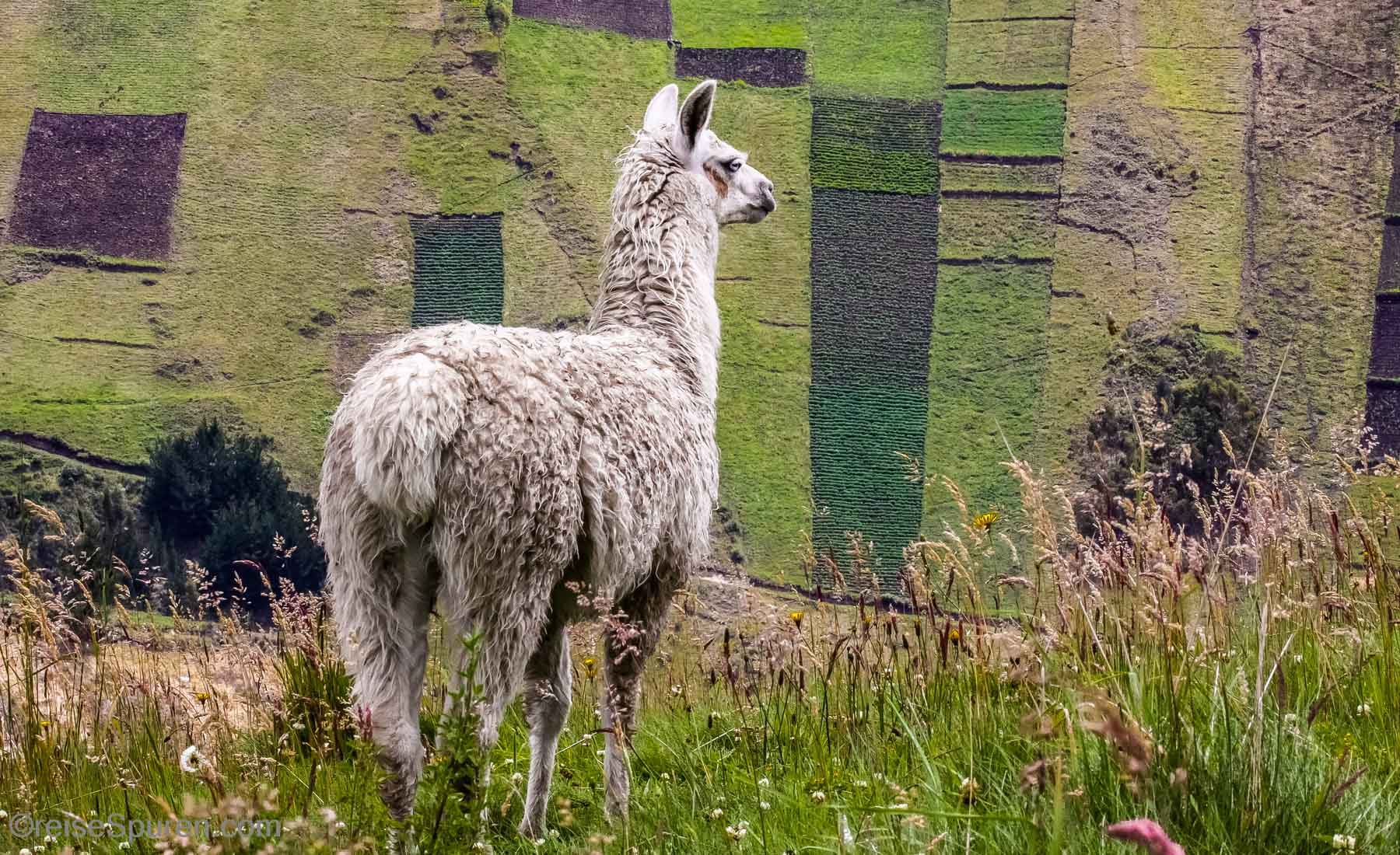 Lama