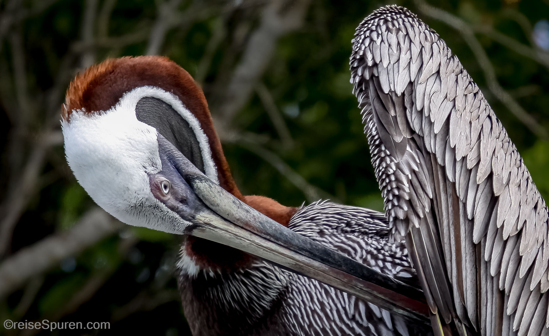 Braunpelikan