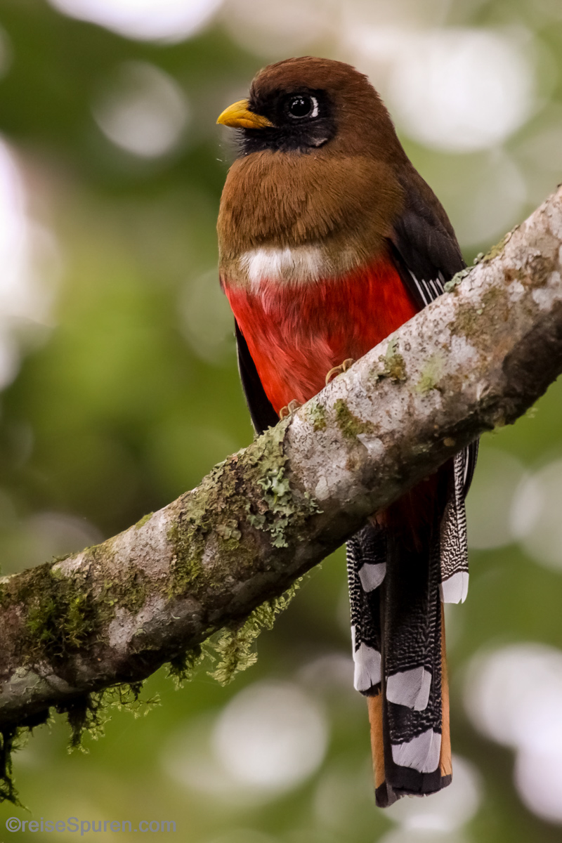 Masken Trogon
