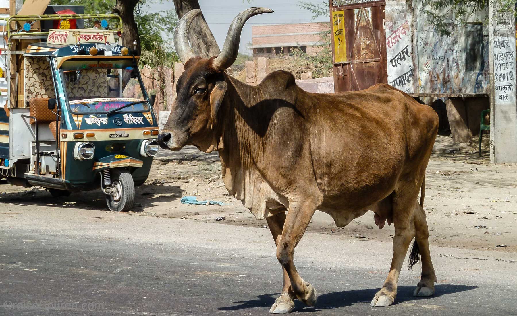 Heilige Kühe haben Vorfahrt