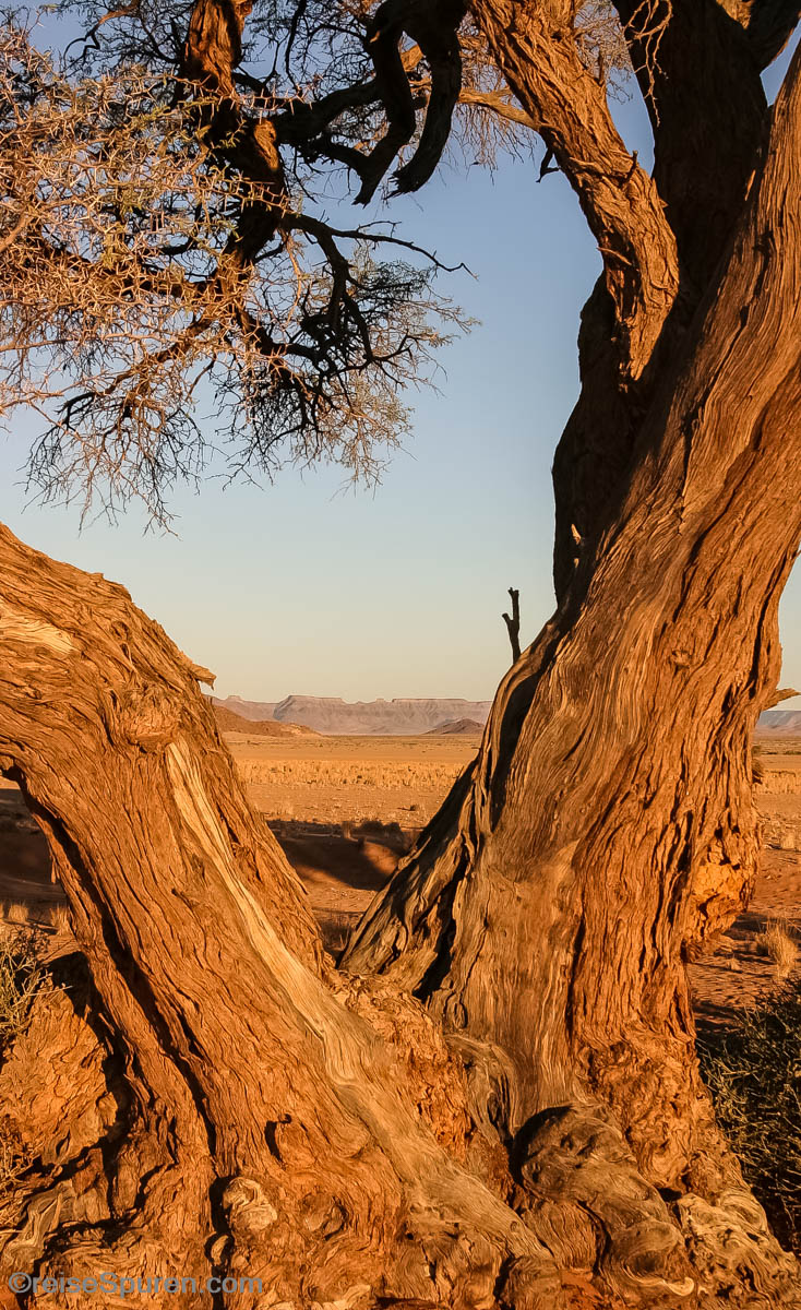 Blick in die Wüste von der Sossusvlei Lodge