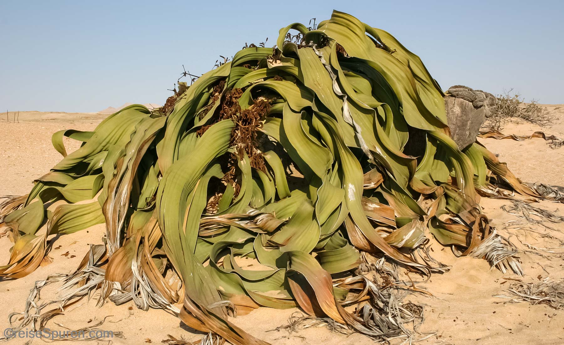Welwitschia -  eine der ältesten Pflanzen der Welt