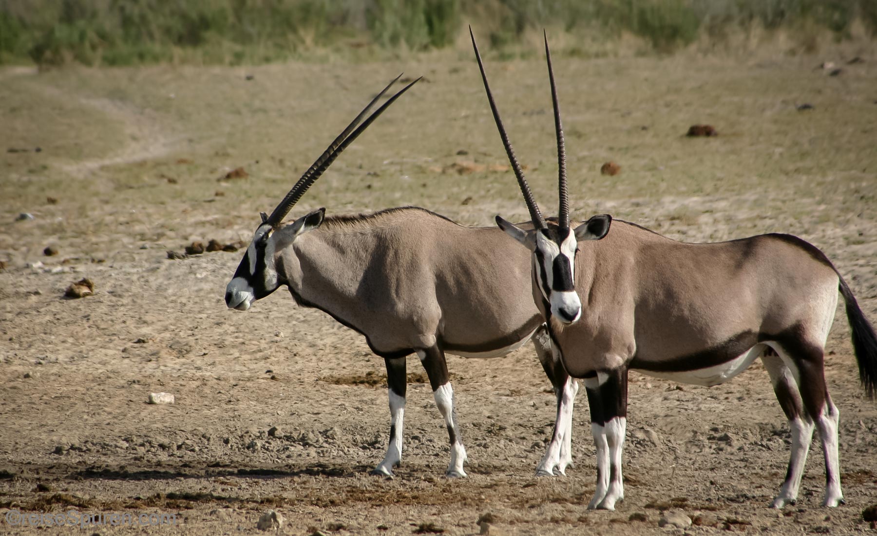 Oryx-Antilopen