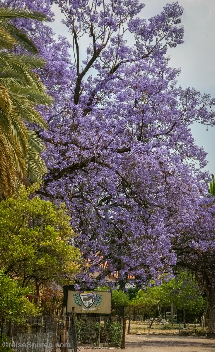 Jacaranda Baum