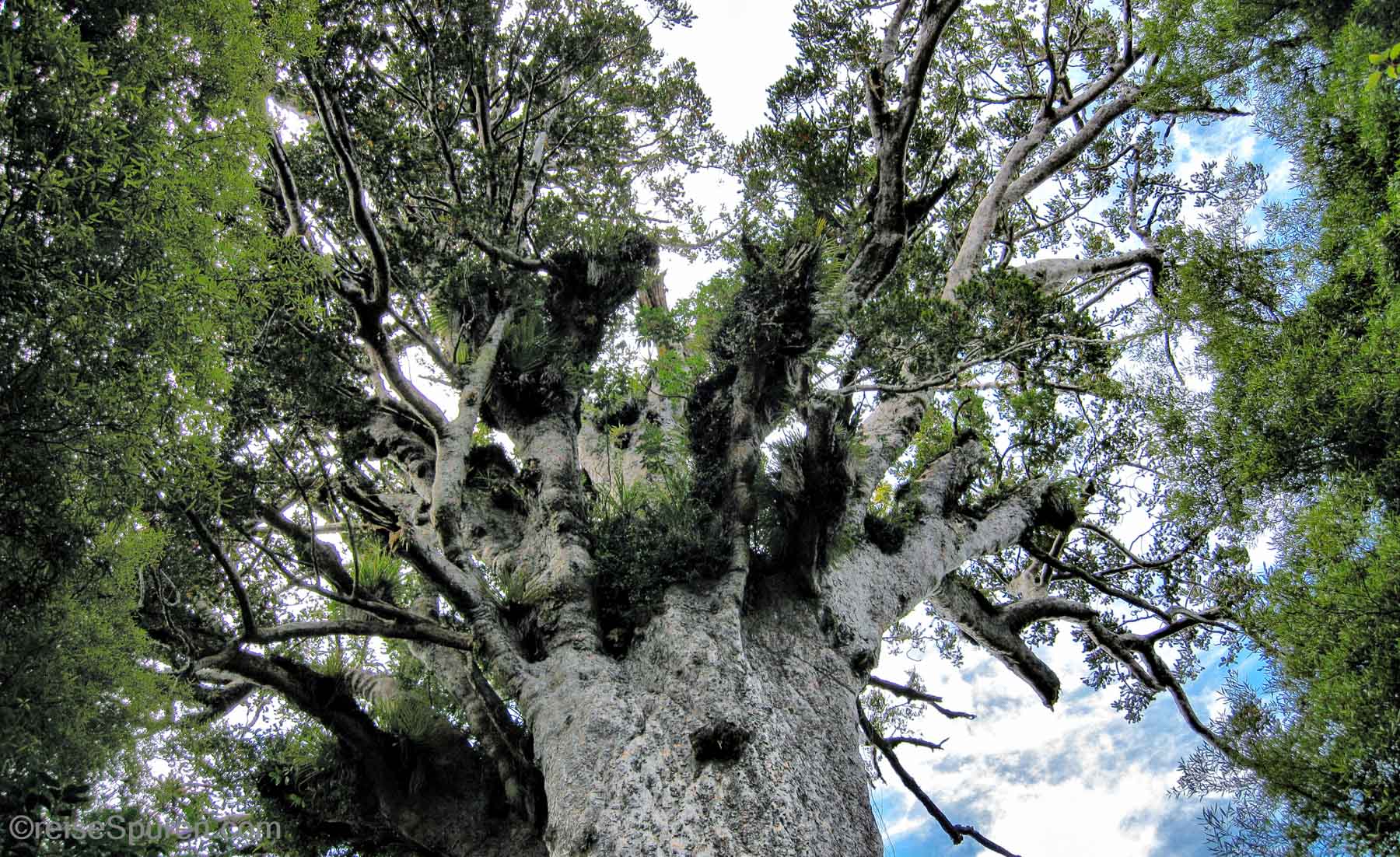 Baumriesen - die Kauribäume