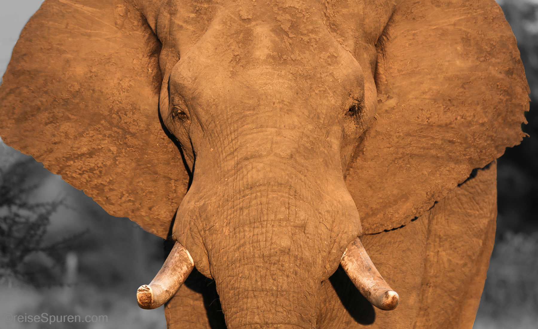 Afrikanischer Elefant