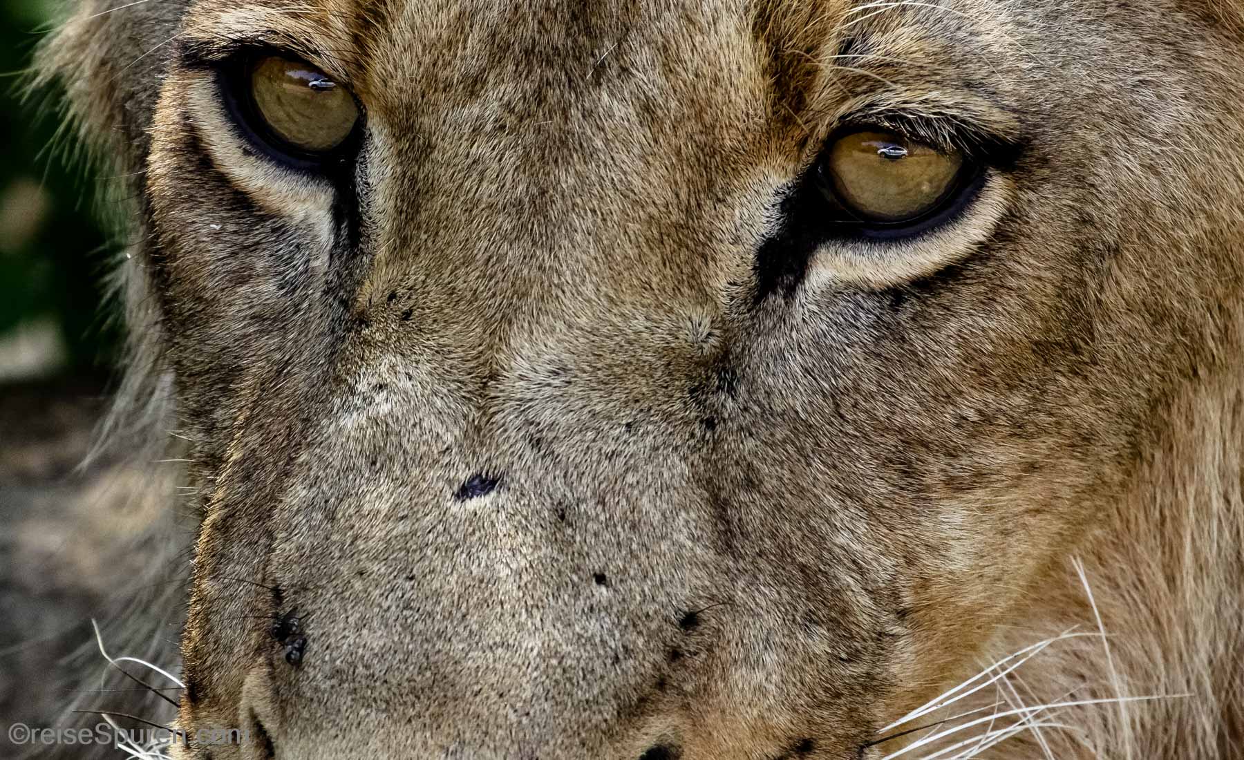 Im Auge des Löwen - weiße Konservendose
