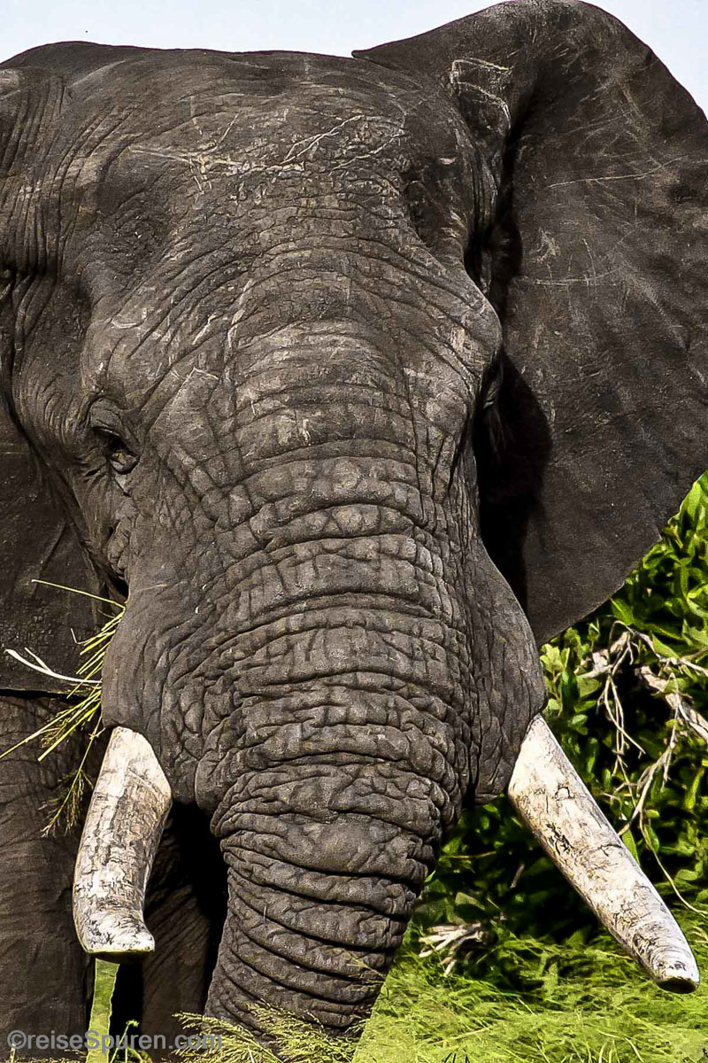 Afrikanischer Elefant