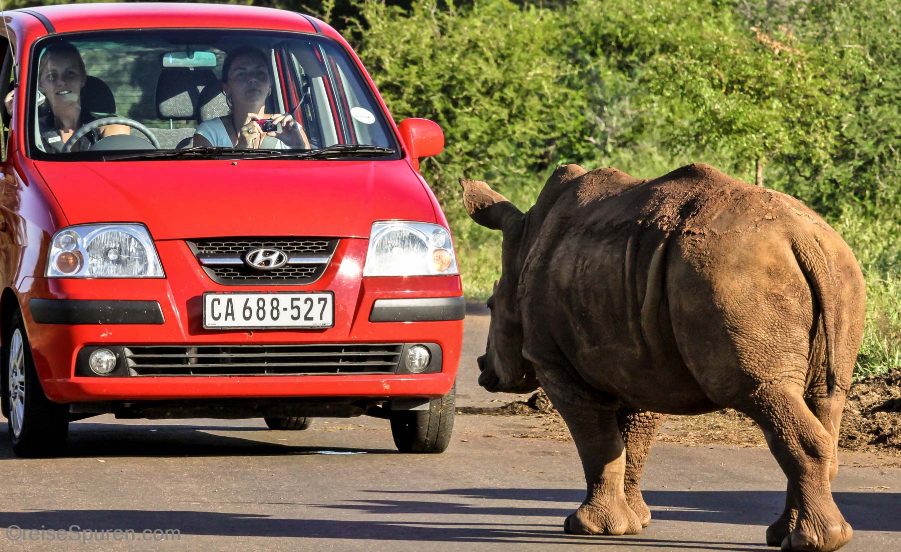 Breitmaulnashorn Baby