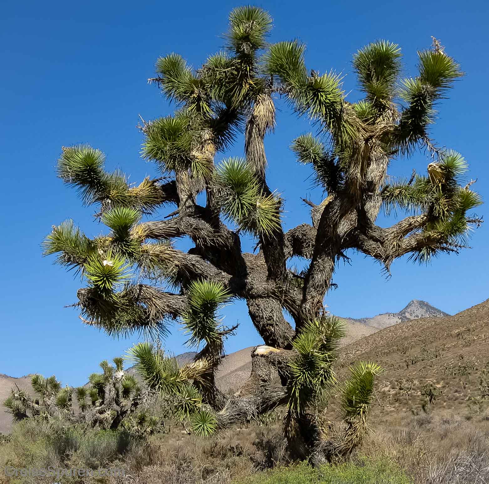 Joshua Tree