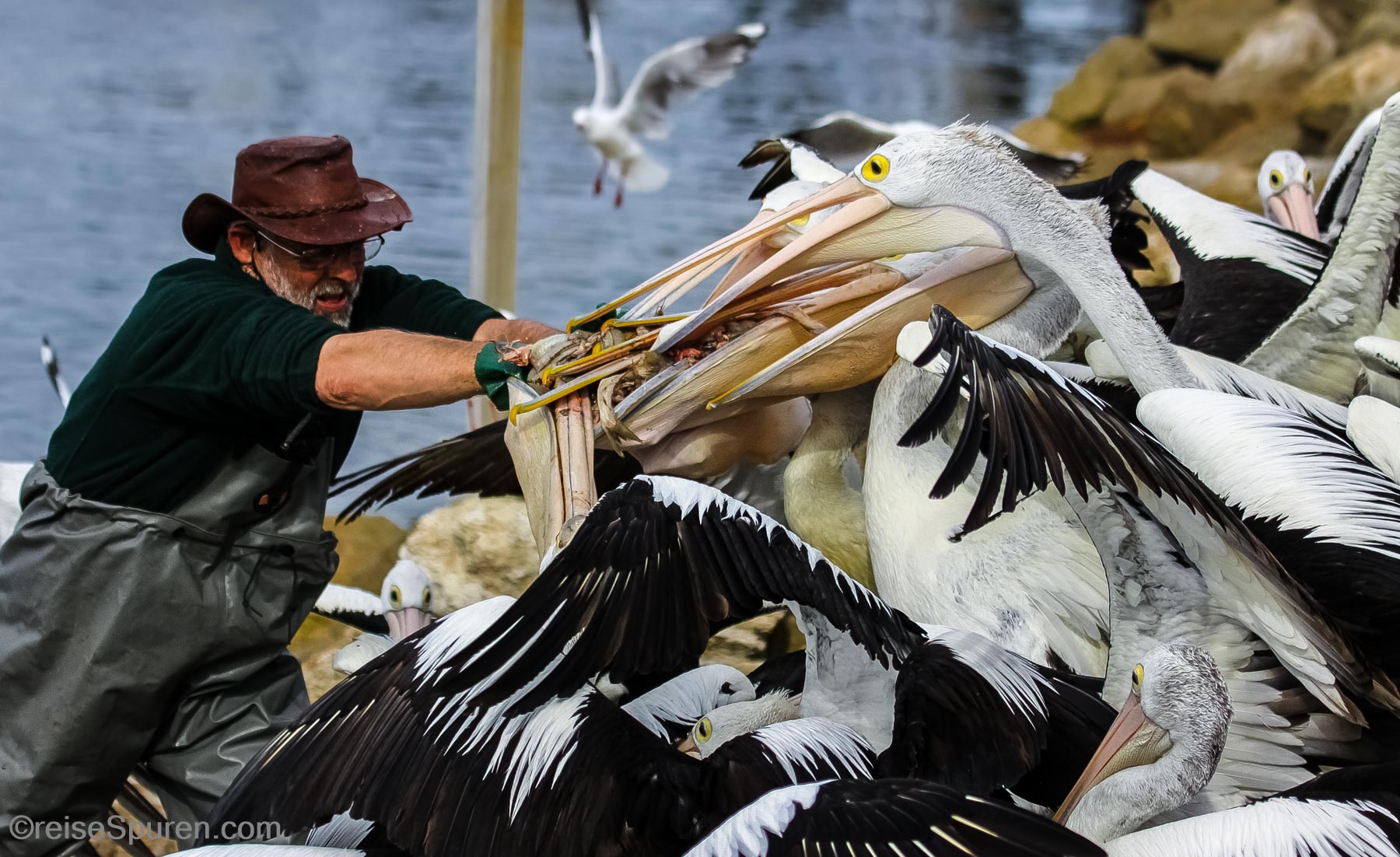 Fütterung der Raubtiere