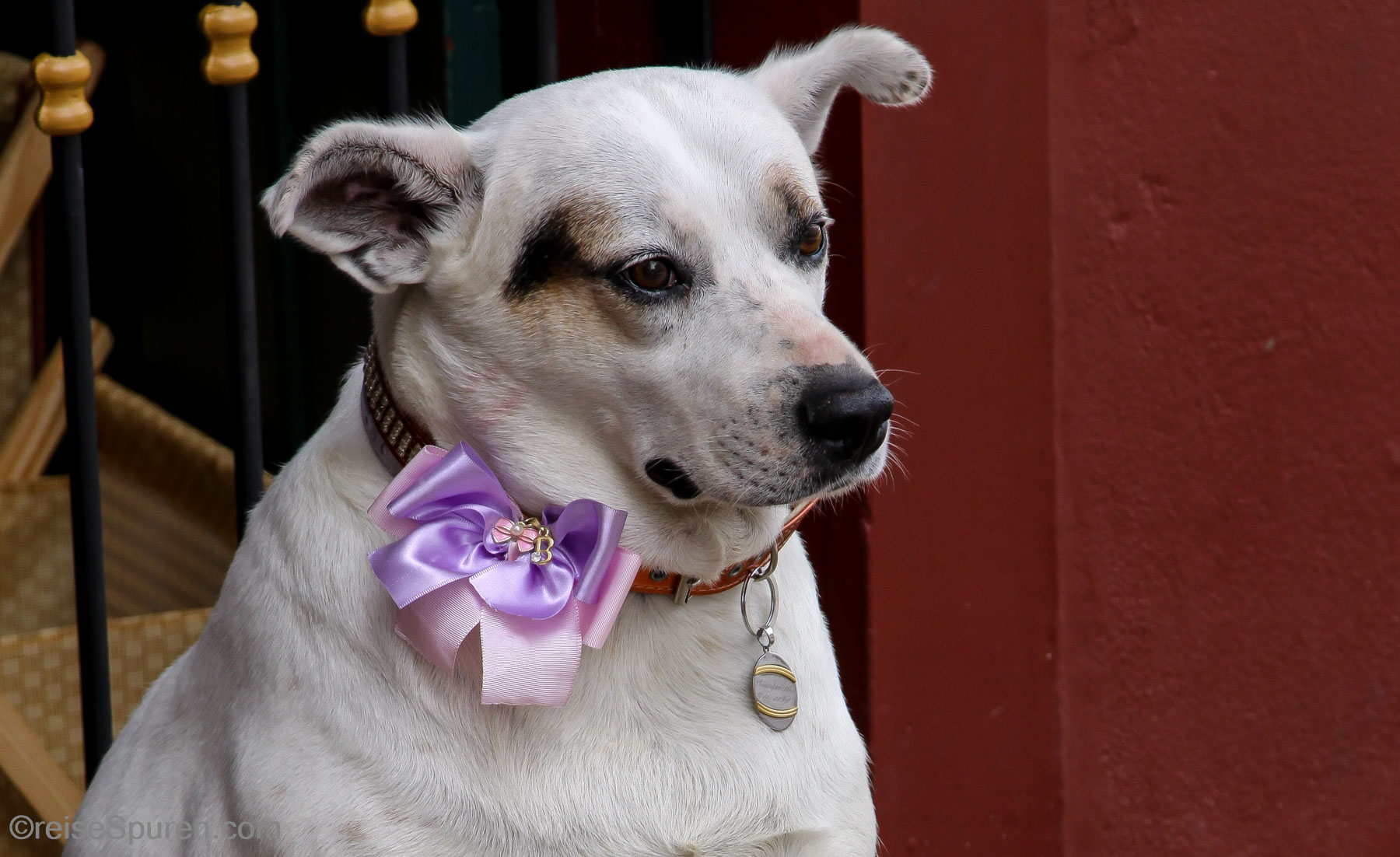 Hundehochzeit ... hier: der Bräutigam