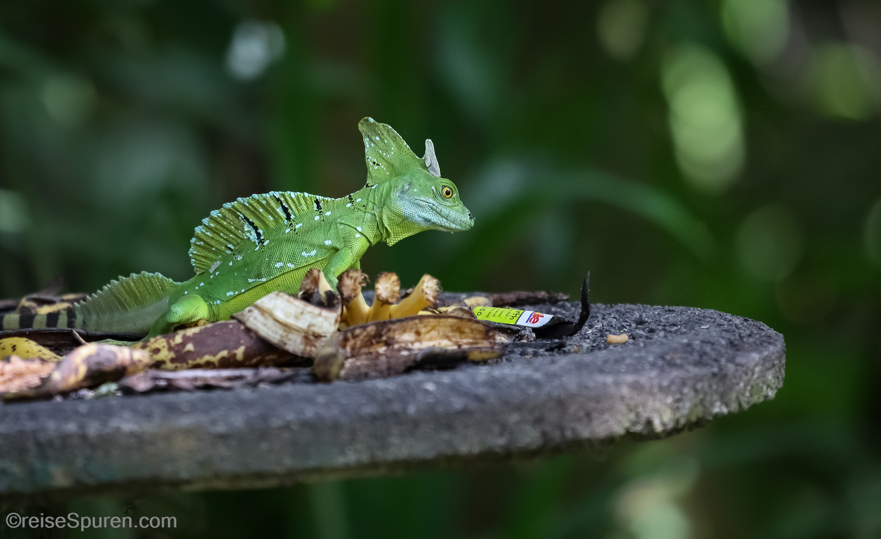 Lecker ... ich steh auf Dole Bananen