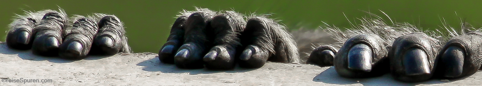 Wer versteckt sich hier?